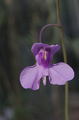 Květy masožravé bublinatky lotosolisté jsou asi 4 cm velké, podobné některým orchidejím.